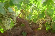 Vino: a Pantelleria si celebra la tradizione del Passito