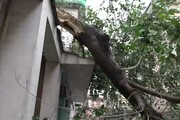 Napoli, vento forte: albero crolla e blocca strada