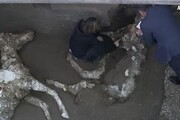 Eccezionale scoperta a Pompei: torna alla luce un cavallo bardato