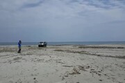 Ambientalisti denunciano, col furgone in spiaggia