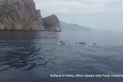 Delfini scortano imbarcazione tra Capri e Sorrento
