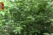'Ndrangheta: trovate 26mila piante di marijuana