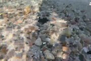 Schiuse uova tartaruga, 76 esemplari in acqua in Sardegna