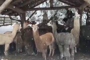 Bolzano, la neve coglie di sorpresa anche i lama