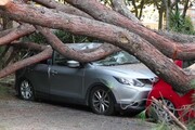 Roma, albero cade su due auto in sosta a piazza Ragusa