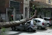 Cade albero su auto in centro Roma, 2 feriti gravi