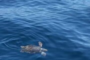 Ingeriscono plastica, salvate due tartarughe Caretta Caretta