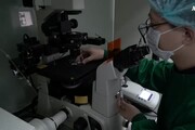 Da Giappone si' a embrioni uomo-topo, per ottenere organi