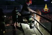 Toro resta intrappolato nel recinto, lo salvano i pompieri