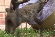 Australia, le cure ai baby canguri salvati dagli incendi