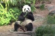 Coronavirus, zoo canadese rimanda in Cina due panda per mancanza di bambu'