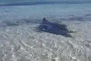 Stintino, manta mediterranea di 2 metri star della spiaggia