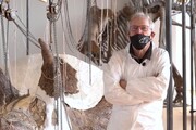 Paleontologia, a Trieste si ricostruisce il dinosauro triceratopo piu' grande al mondo