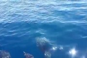 Taranto, branco di delfini al largo della costa