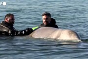Atene, il salvataggio di una piccola balena arenata sulla costa greca