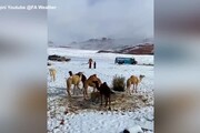 Arabia Saudita, la nevicata nella provincia di Tabuk