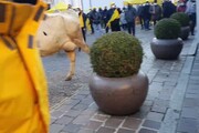 Vacche e vitelli in piazza a Brescia per la protesta Coldiretti
