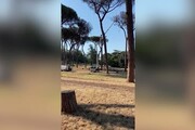 Roma, decimata la pineta di Garibaldi a Villa Pamphili