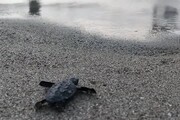 Ischia, in spiaggia nascono 60 tartarughe