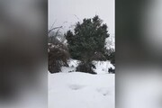 Maltempo, neve in Sardegna: allevatori portano il foraggio alle mandrie isolate