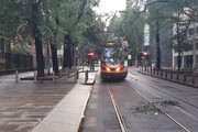 Maltempo, nubifragio a Milano: tram fermi per caduta alberi