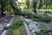 Nubifragio a Milano, alberi caduti e allagamenti in viale Alemagna Milton