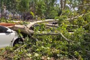 Nubifragio a Milano, alberi caduti e auto distrutte in viale Argonne