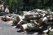 Nubifragio a Milano, i cittadini recuperano il legno degli alberi caduti