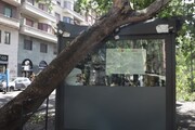 Nubifragio a Milano, albero sul chiosco. 'L'assicurazione non copre'
