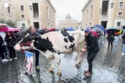 Protesta agricoltori, la mucca Ercolina II in piazza San Pietro