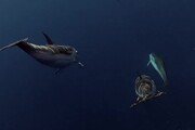Aiutare pescatori e delfini a convivere, il progetto Life Delfi