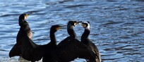 I cormorani ladri di pesce, ne mangiano fino a 10 chili al mese