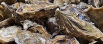 Caldo e inquinamento minacciano gli allevamenti di ostriche