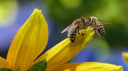 Parassiti, pesticidi ed eventi meteo estremi sono i peggiori nemici delle api (fonte: Pexels)