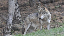 L'Italia al Consiglio Ue: "Agire su status protezione lupi"