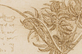 La ‘Regola degli Alberi’ di Leonardo da Vinci sostiene che lo spessore del tronco è uguale a quello della somma di tutti i rami (fonte: free via wikimedia commons)