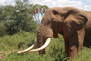 Giornata mondiale dell'elefante (archivio) (ANSA)
