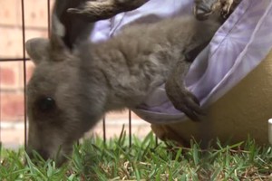 Australia, le cure ai baby canguri salvati dagli incendi (ANSA)