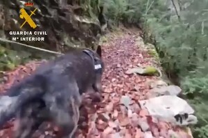 Spagna, la guardia civile recupera un cane precipitato in un canyon di 40mt (ANSA)
