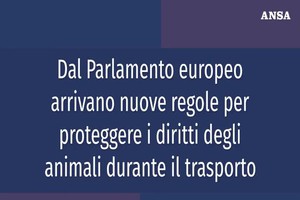 Dal Parlamento europeo arrivano nuove regole per il trasporto degli animali.  (ANSA)