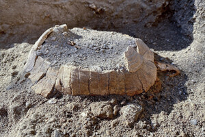 Pompei, ecco la testuggine ritrovata in via dell'Abbondanza. Foto Ciro Fusco ANSA (ANSA)
