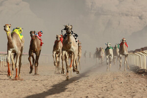 Giordania, la corsa dei cammelli (ANSA)
