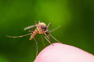 Una zanzara portatrice di alcune malattie tropicali (ANSA)