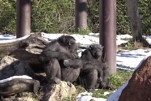 Nevica a Bussolengo, gli scimpanze' mangiano la neve (ANSA)