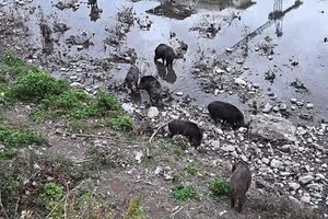 Genova, cinghiali con i cuccioli nel greto del torrente Bisagno (ANSA)