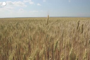 Accordo sul grano ucraino, ma e' scontro sui tempi (ANSA)