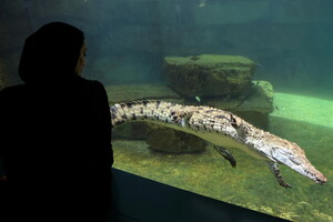 Opening of the Dubai Crocodile Park (ANSA)