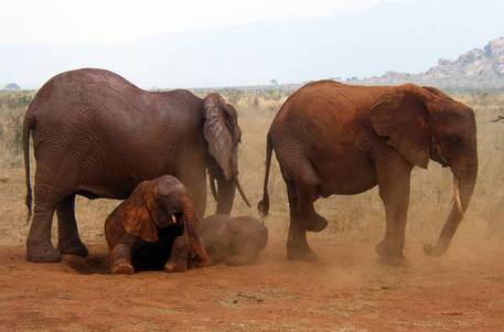 L'area elefanti nell'area naturale protetta dello Tsavo © Ansa