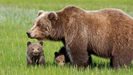 L'orsa Daniza con i cuccioli. © ANSA