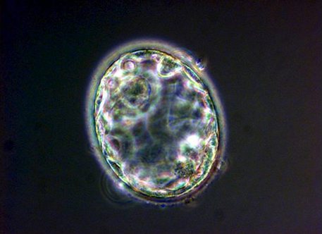 Un embrione visto al microscopio © ANSA